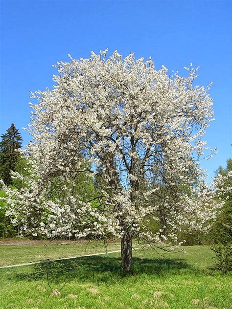 cherry_wild|Wild cherry (Prunus avium) 